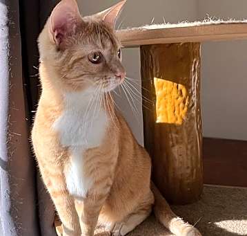 Photo of Clementine