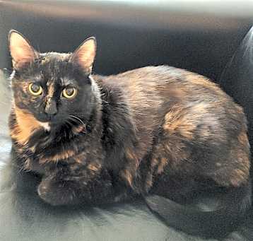 Photo of Mystique