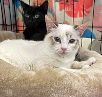 Photo of Mali and Dixie