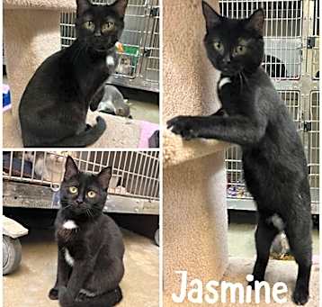 Photo of Jasmine
