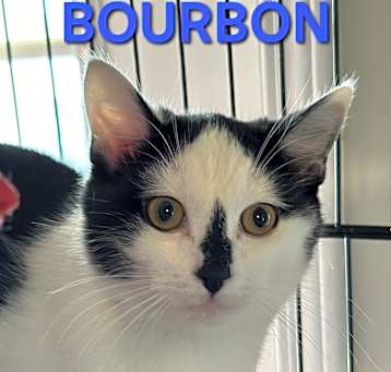 Photo of BOURBON