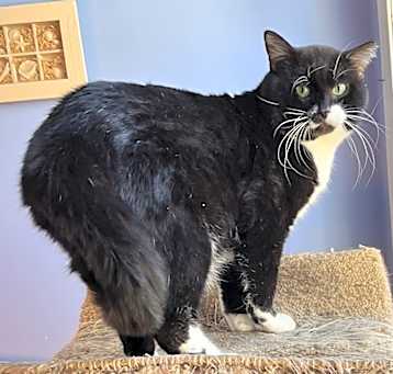Photo of Wilbur-FeLV+ and FIV+