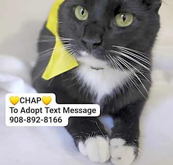 Photo of CHAP