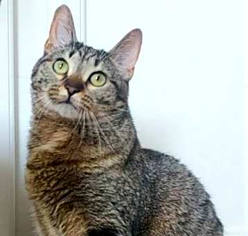 Photo of Cleocatra (bonded with Bubbles)