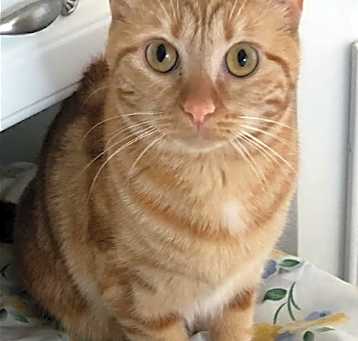 Photo of Bubbles (bonded with Cleocatra)