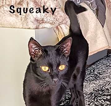 Photo of Squeaky