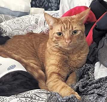 Photo of Shi-Shi (bonded to Mousie)