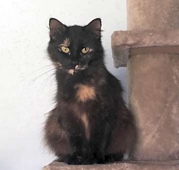 Photo of Marble