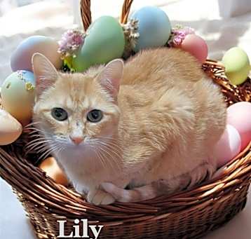 Photo of Lily