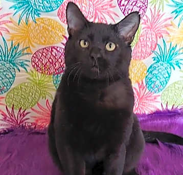Photo of Moose