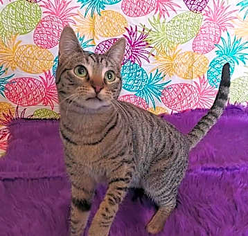 Photo of HoneyBun