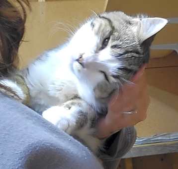 Photo of Pumpkin