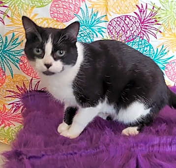 Photo of Twinkie