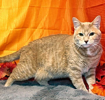 Photo of Scarlett