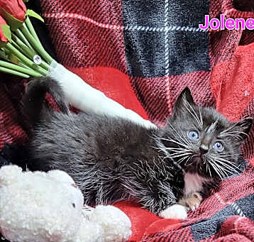 Photo of Jolene