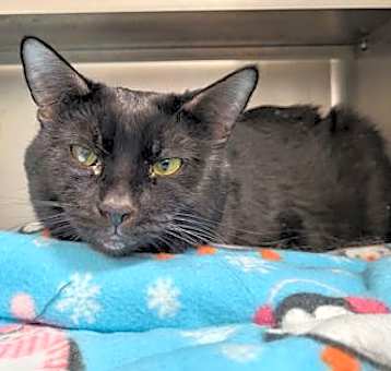 Photo of Binx