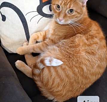Photo of Ajax - shy & cuddly
