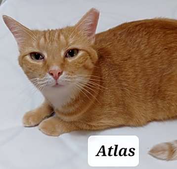 Photo of Atlas - shy & cuddly