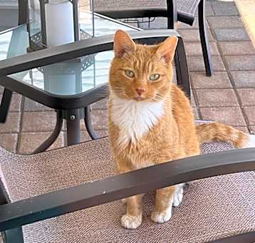 Photo of Ginger