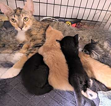Photo of Angel & I have 5 kittens