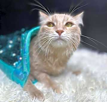 Photo of Shrimp