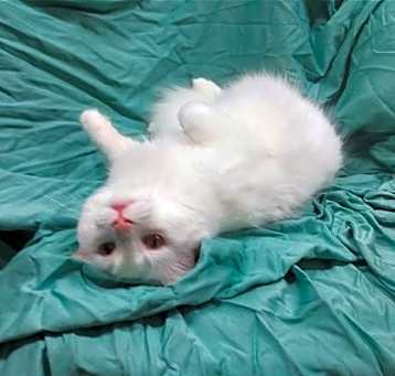 Photo of Casper