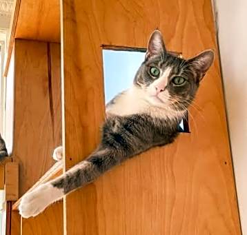 Photo of Pauley (bonded with Patti)