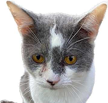 Photo of Wasabi