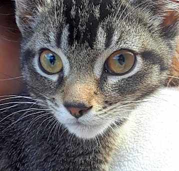 Photo of Peso