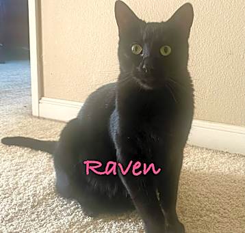 Photo of Raven