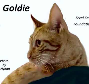Photo of Goldie
