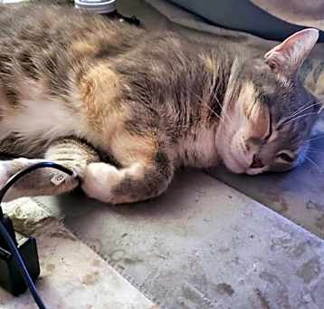 Photo of Mittens