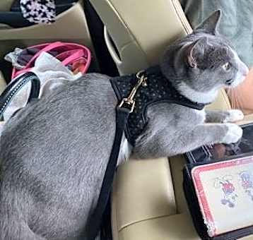 Photo of Butterbean