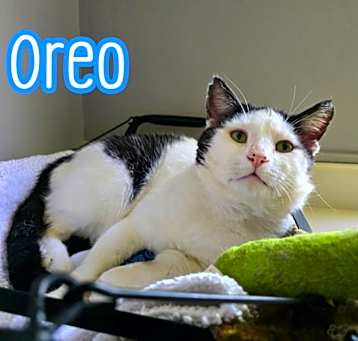 Photo of Oreo