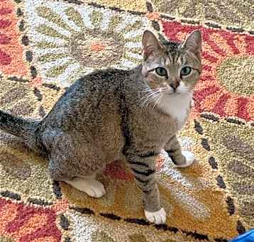 Photo of Juno