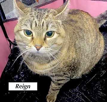Photo of CAT-REIGN