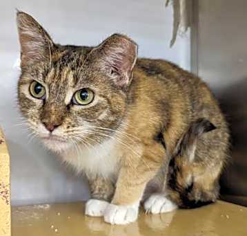 Photo of Demeter