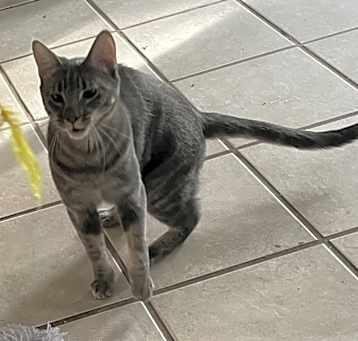 Photo of Gunner