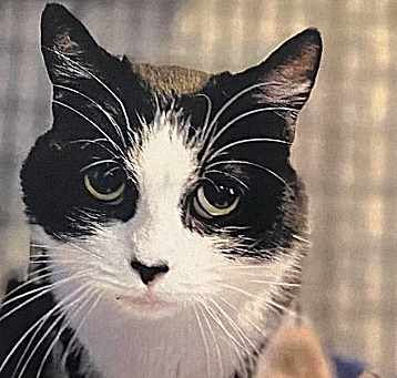 Photo of Humbug