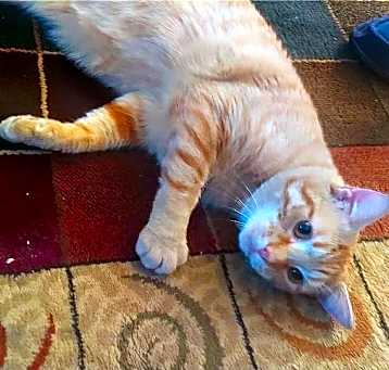Photo of BUTTERS-a lovable softy