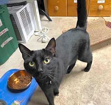 Photo of Shadow