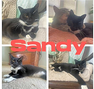 Photo of Sandy