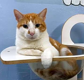 Photo of Clyde