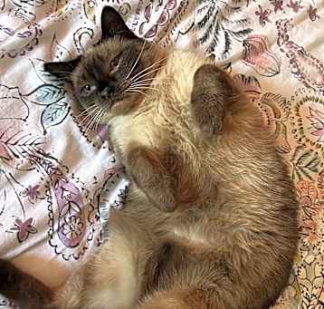 Photo of Mittens and Kitten