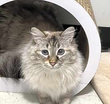 Photo of Cora