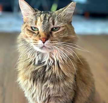 Photo of Foxy Lady