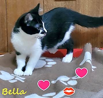 Photo of BELLA