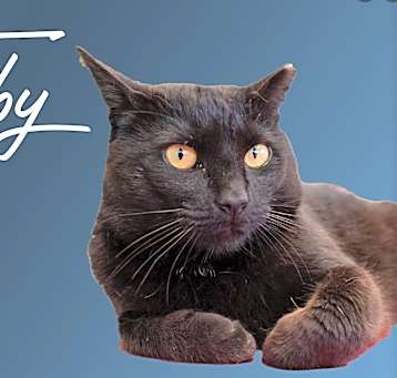 Photo of Toby