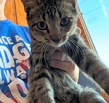 Photo of Nova