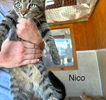 Photo of Nico